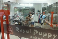 Royal Puppy 名萌汪族1