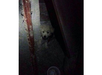 地下车库发现的狗狗找...