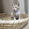 1个月大小母猫(超可爱，白橘)仅限合肥本地