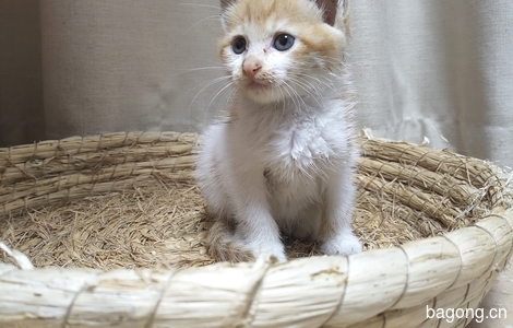 1个月大小母猫(超可爱，白橘)仅限合肥本地0