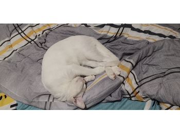 四个月小公猫印星猫白...