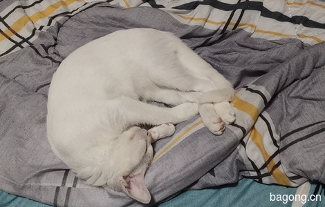 四个月小公猫印星猫白猫无偿领养0