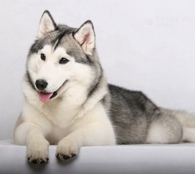 哈士奇|哈士其,雪橇犬,西伯利亚雪橇犬,二哈