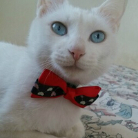 可爱白色猫咪蓝眼短毛找家