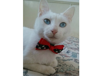 可爱白色猫咪蓝眼短毛...