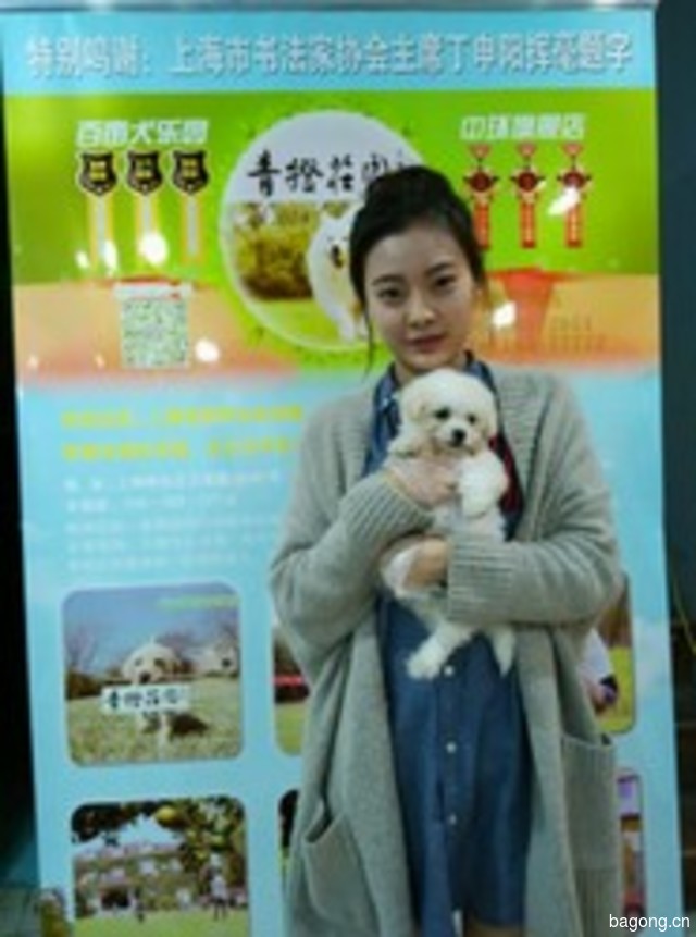 青橙庄园宠物专售旗舰店(上海健康狗基地) 封面大图