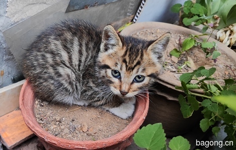 小奶猫找爱猫人领养0