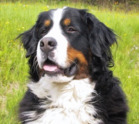 伯恩山犬|瑞士伯恩山犬,伯尔尼兹山地犬