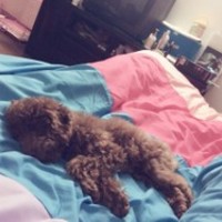 KD宠物健康专家 封面小图