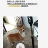 寻狗启示，爱犬于18年8月4号在柳...