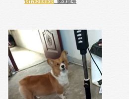 寻狗启示，爱犬于18年8月4号在柳...