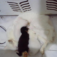 四只小猫求领养