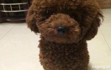 郑州2月26丢失红色泰迪犬一枚，...