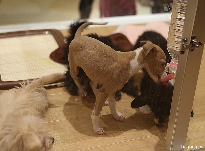 带你看看日本东京宠物店的范儿10