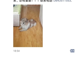 本人有一只爱犬黄白长毛狗狗。于...