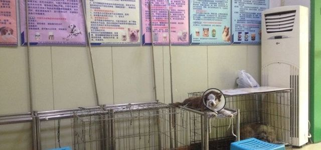 爱犬宠物门诊0