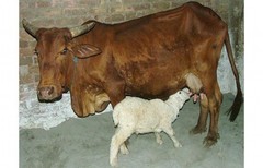 和谐宠物界：奶牛给山羊当妈妈 ，这吃完会变异吗？