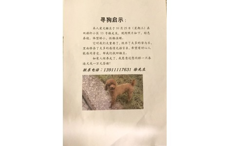 爱犬泰迪，小名糖豆儿，于25日下...