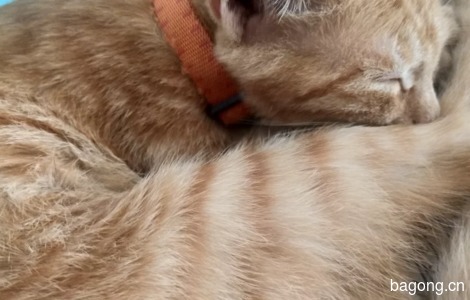 它是一只橘猫。长的非常可爱，脖...