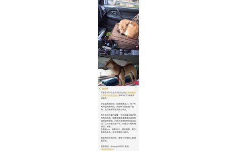 寻狗启示，双喜于3月1日上午9点3...