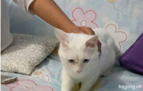9个月大的白色小公猫免费找领养(限北京)3