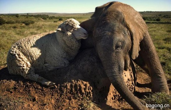 绵羊VS非洲大象