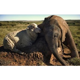 绵羊VS非洲大象