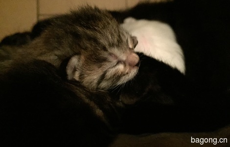 新出生小奶猫一窝，求领养3