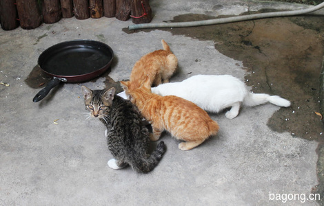 天冷了，流浪二代小猫咪找温暖有爱的家3