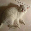 可爱白猫猫等你取名带回家！！