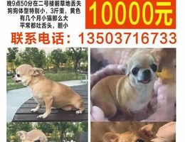 重金酬谢，寻狗启示，爱犬豆豆丢...