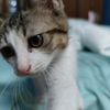 上海长宁一只三个月大流浪小猫求领养