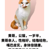 一岁半的小猫咪想找个好人家