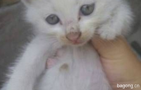 小奶猫 找领养啦0