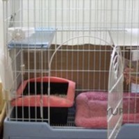 优培良猫CFA猫舍 封面小图