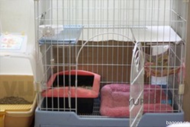 优培良猫CFA猫舍 封面大图