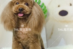 TAIL尾巴宠物