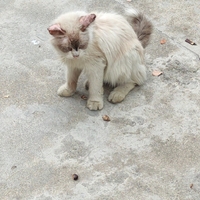 家附近有只流浪猫布偶