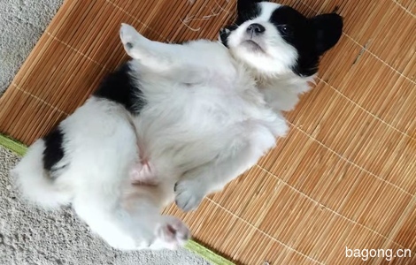 【广东深圳】家里狗妈妈生的小狗狗可以抱养了，求新主人带走5