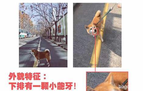 寻狗启示，成年柴犬，GeGe，8岁...