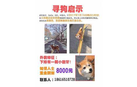 寻狗启示，成年柴犬，GeGe，8岁...