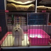 爱的宠物沙龙 封面小图
