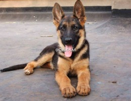 家里的德国牧羊犬丢了。放在自家...
