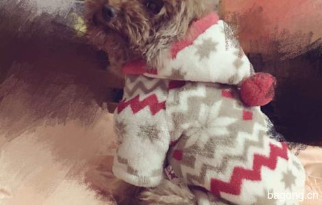 寻狗启示，2月11日星期六（元宵...