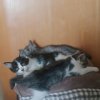 自家猫咪生了3个小猫求抱走