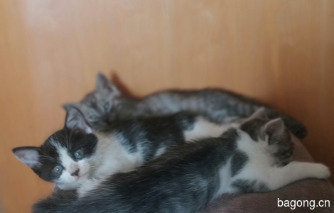 自家猫咪生了3个小猫求抱走0