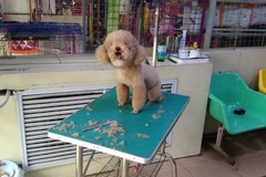 爱犬宠物门诊2
