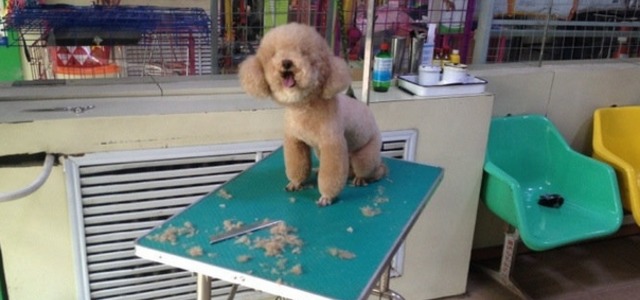 爱犬宠物门诊2