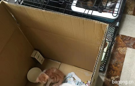 两只小猫咪（橘白+狸花白，很可爱）1