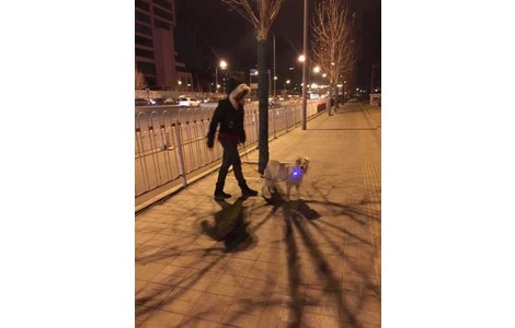 跪求转发扩散！本人爱犬雄性一岁...